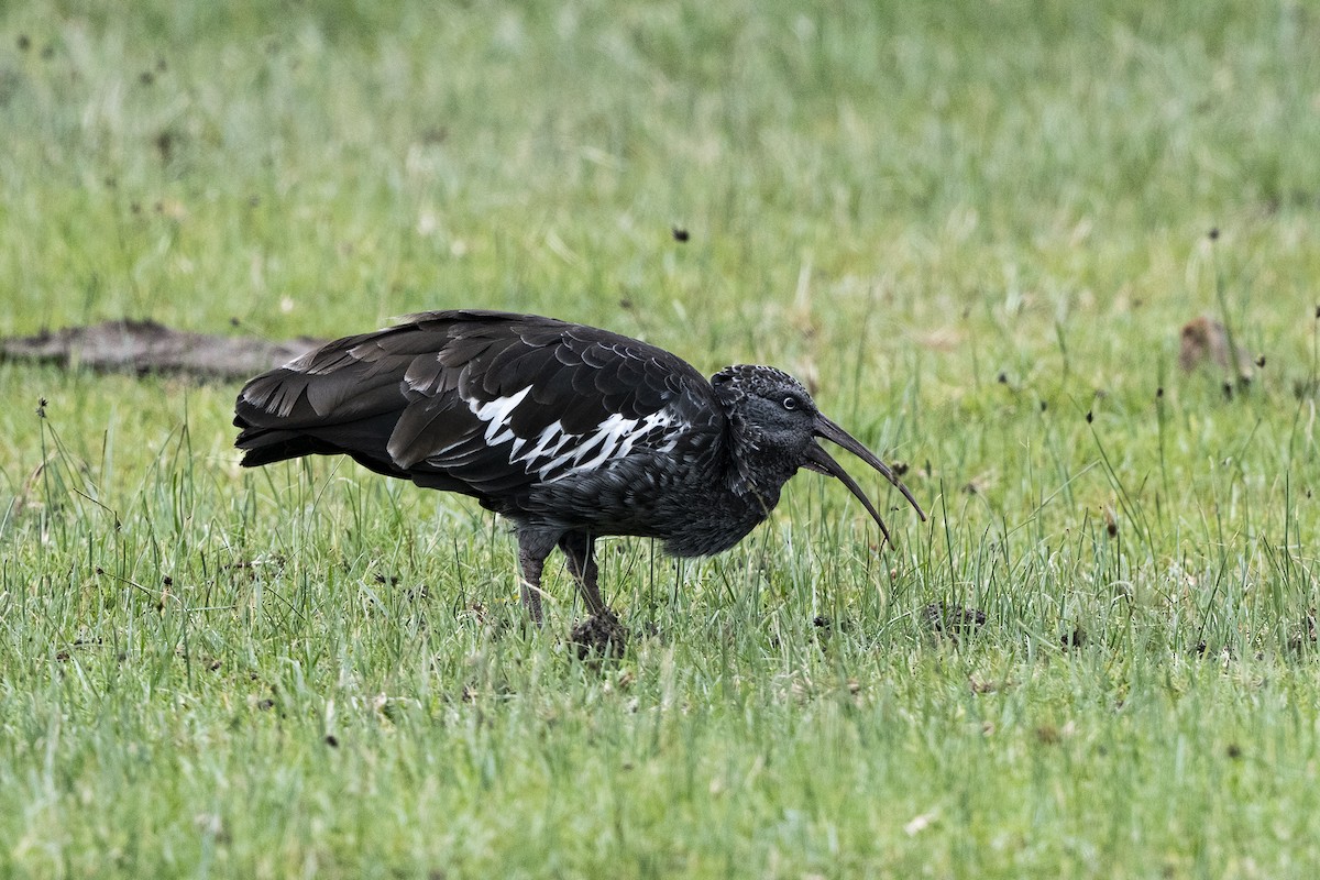 Wattled Ibis - ML624423167