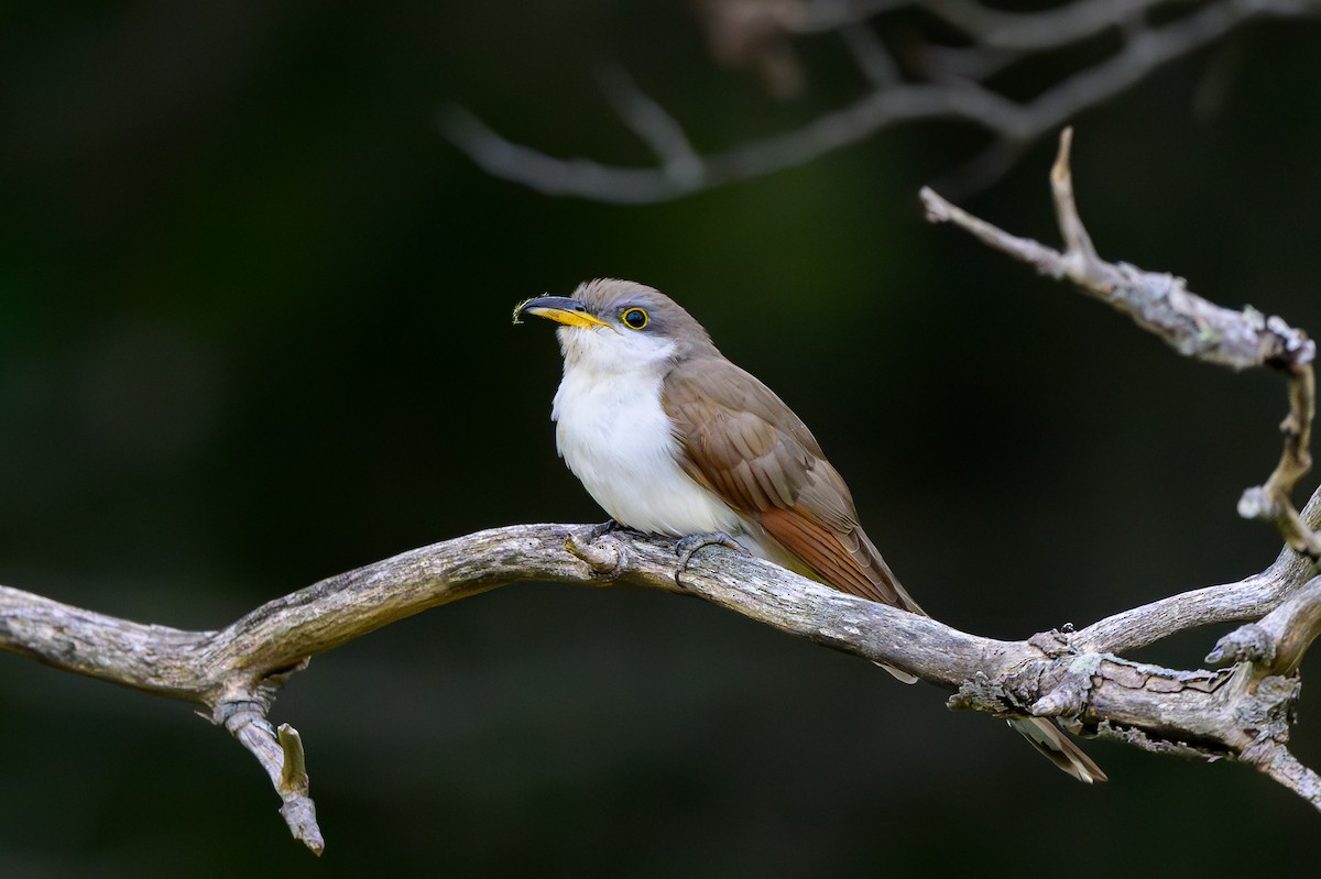 Yellow-billed Cuckoo - ML624423215