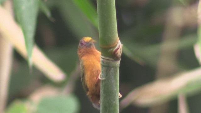 White-browed Piculet - ML624423240