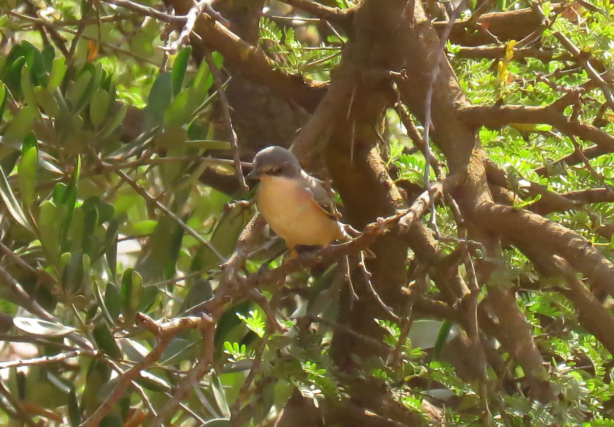 Western Orphean Warbler - ML624423321