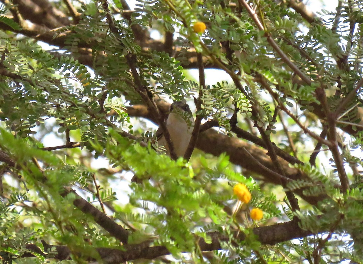 Western Orphean Warbler - ML624423322