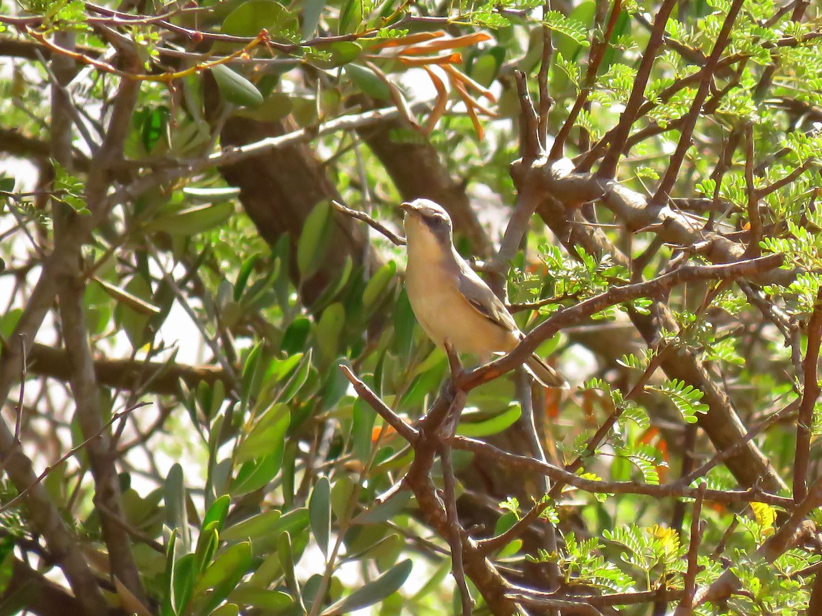 Western Orphean Warbler - ML624423324