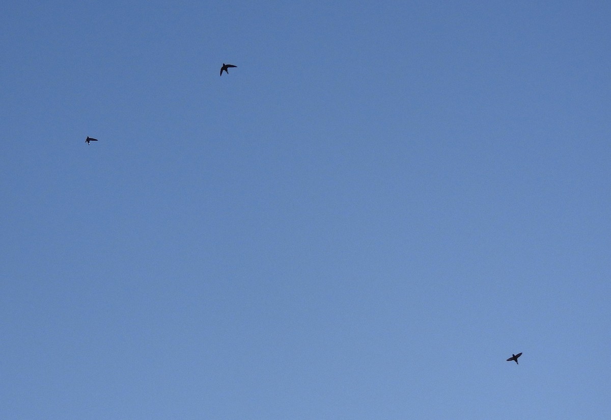 Brown-backed Needletail - ML624423362