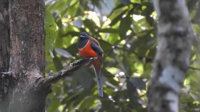 Malabar Trogon - ML624423416