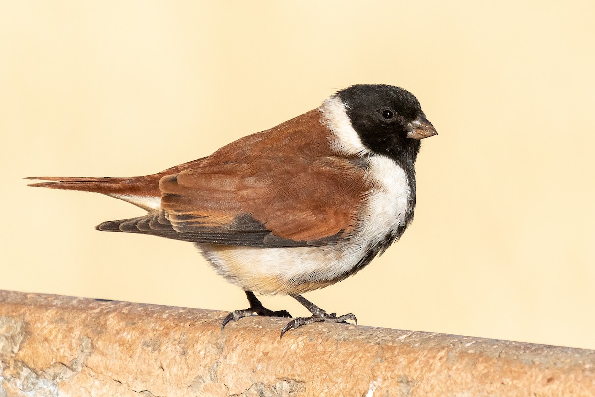 Black-headed Canary (Black-headed) - Daniel Danckwerts (Rockjumper Birding Tours)