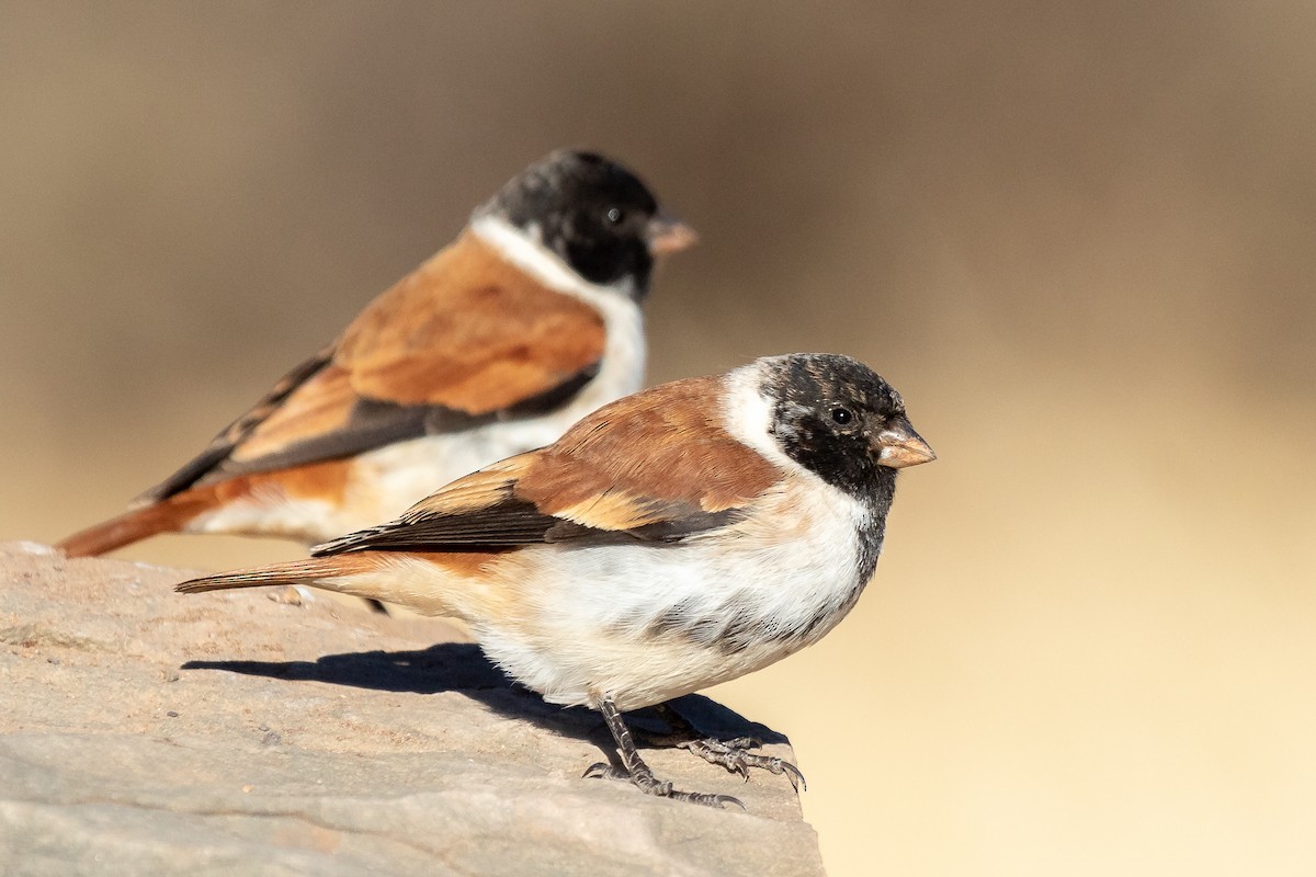 Black-headed Canary (Black-headed) - ML624423506