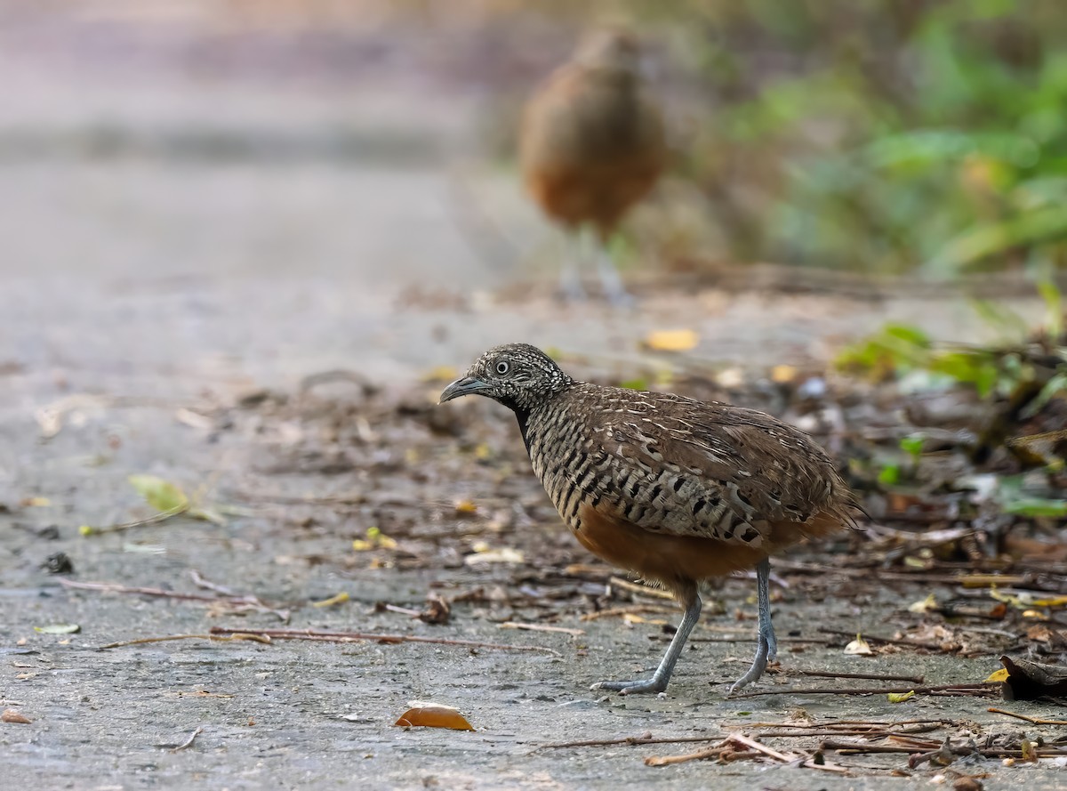 Barred Buttonquail - ML624423540