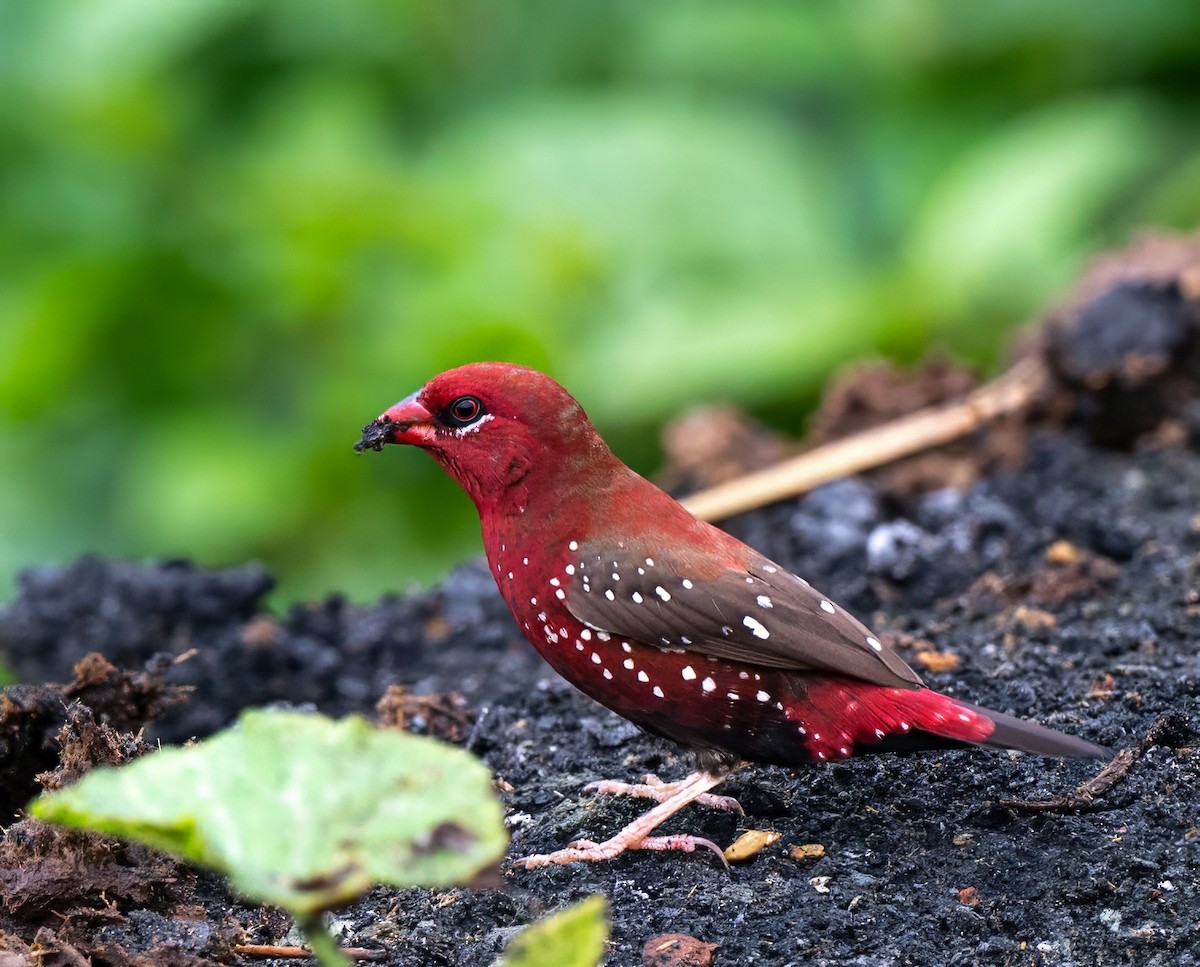 Bengali rouge - ML624423553