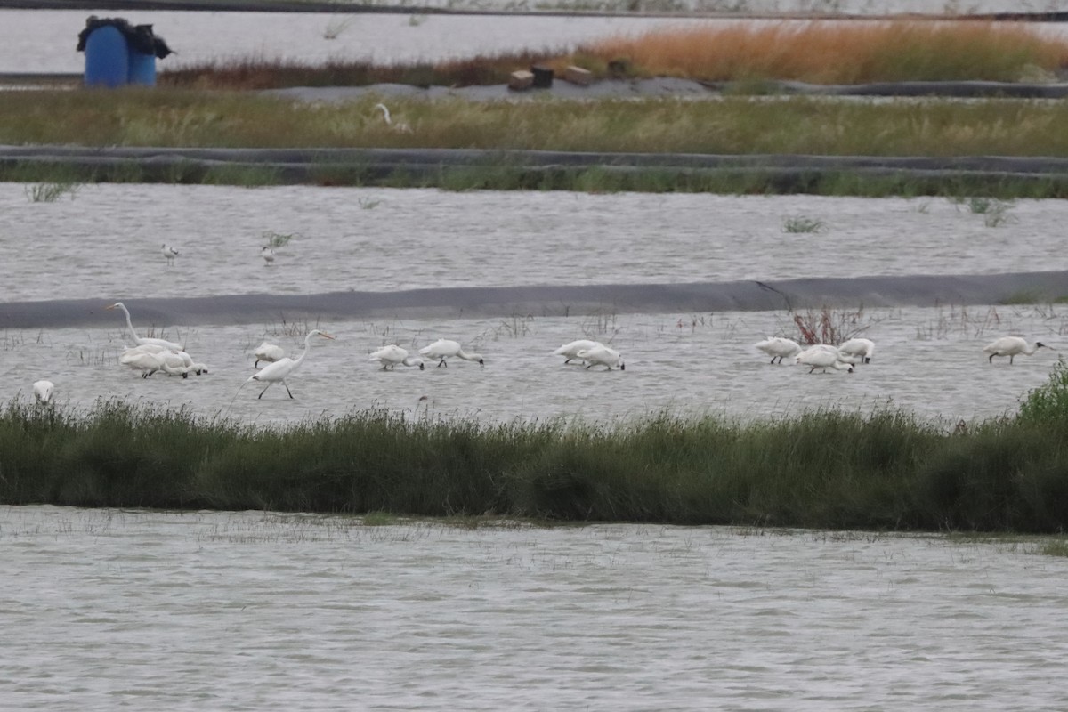 Black-faced Spoonbill - ML624423654