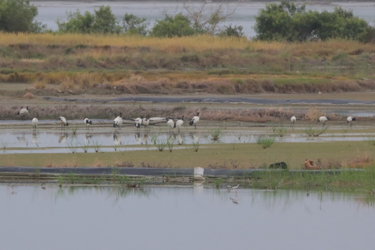 African Sacred Ibis - ML624423673