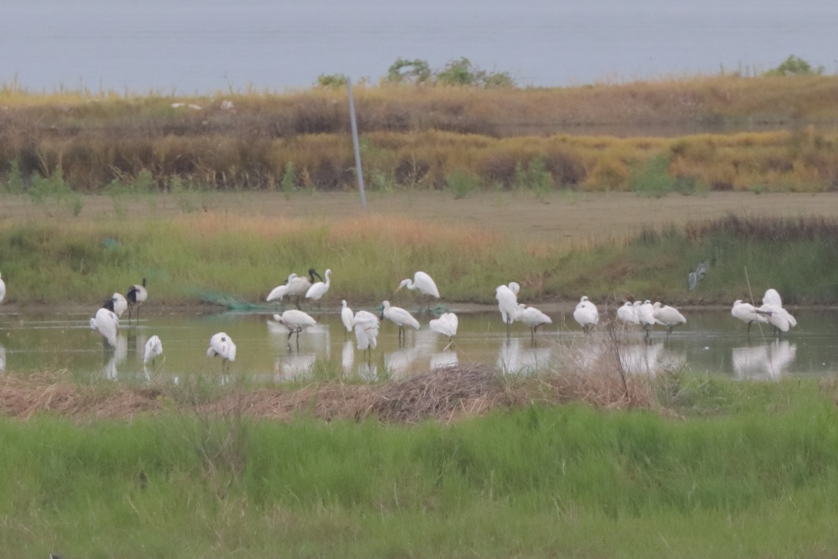 Black-faced Spoonbill - ML624423677
