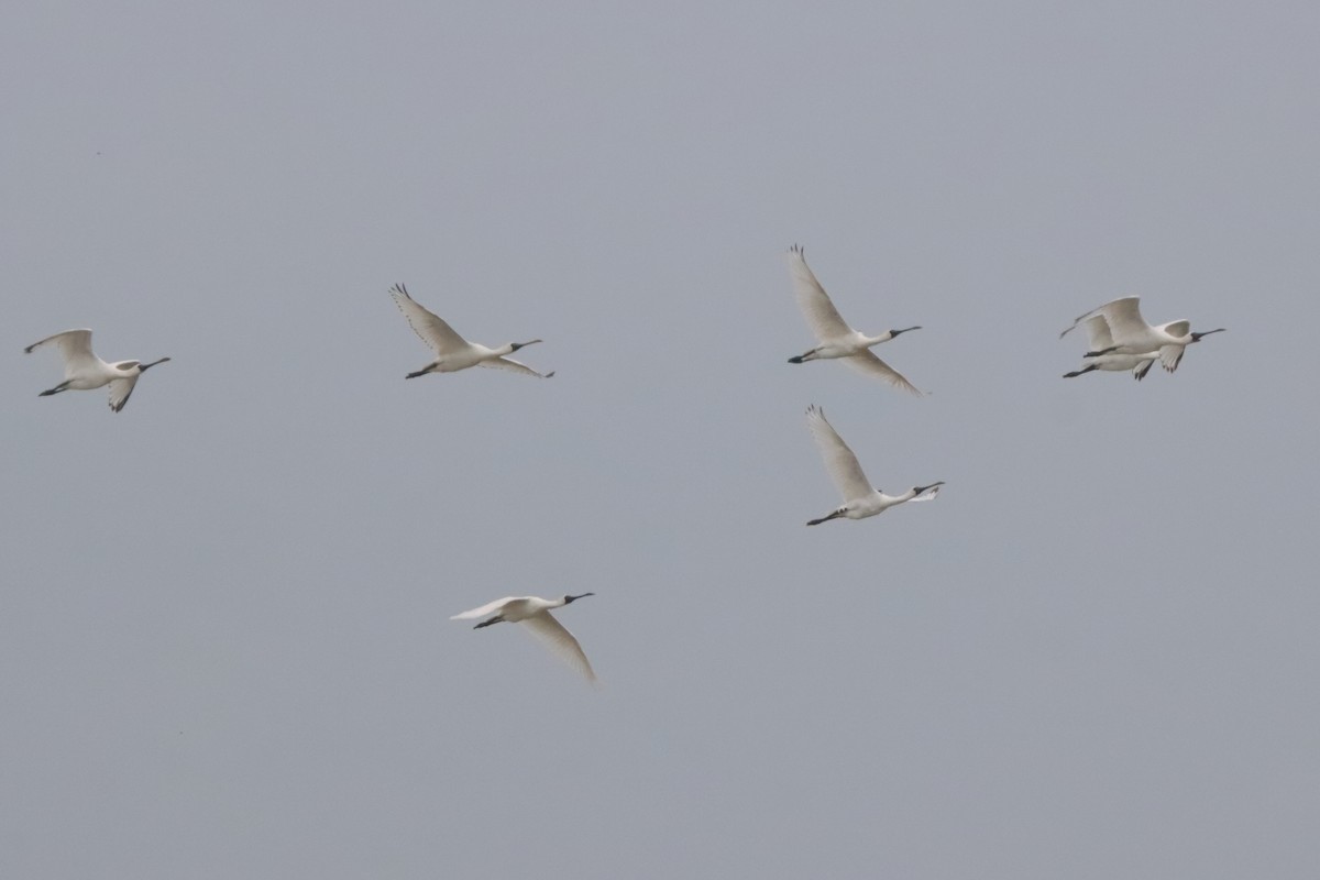 Black-faced Spoonbill - ML624423682