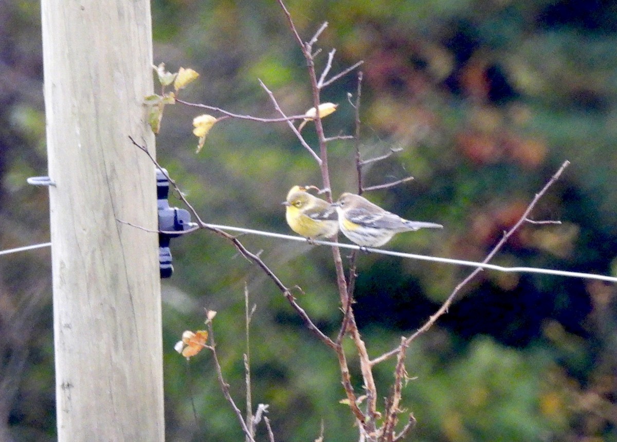 Yellow-rumped Warbler - ML624423706