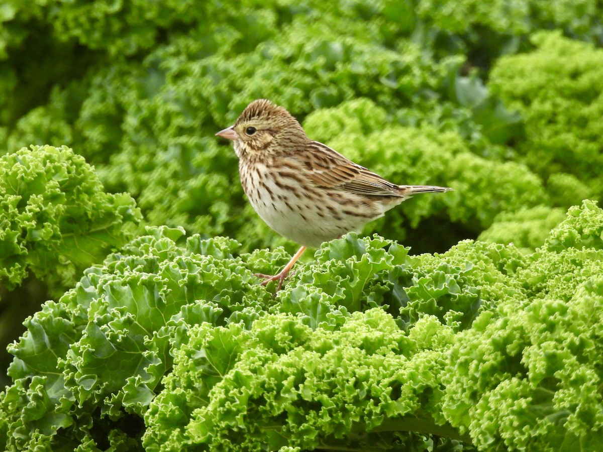 Savannah Sparrow - ML624423762