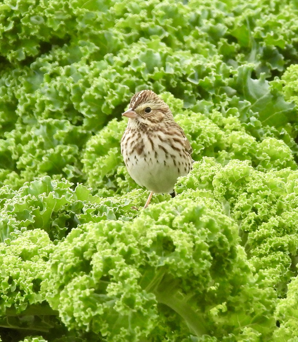 Savannah Sparrow - ML624423763