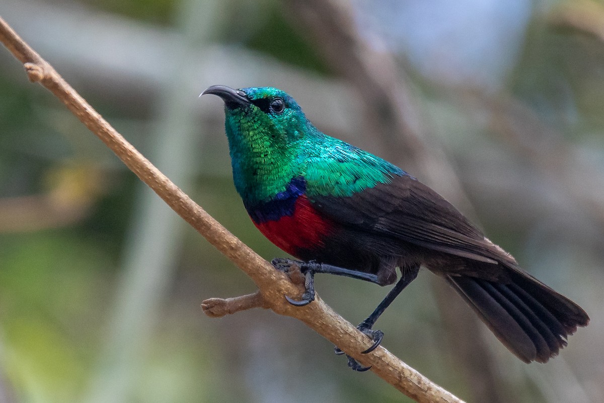 Neergaard's Sunbird - ML624423825