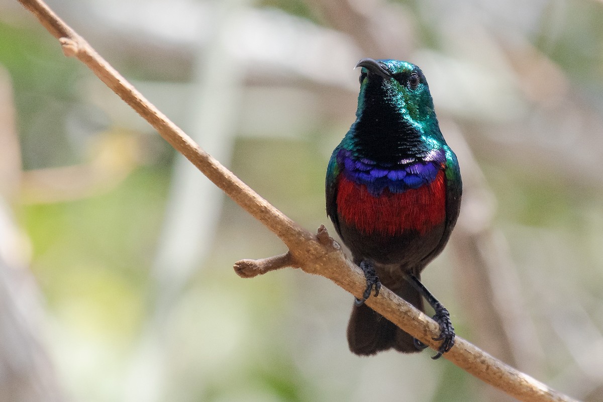 Neergaard's Sunbird - ML624423826