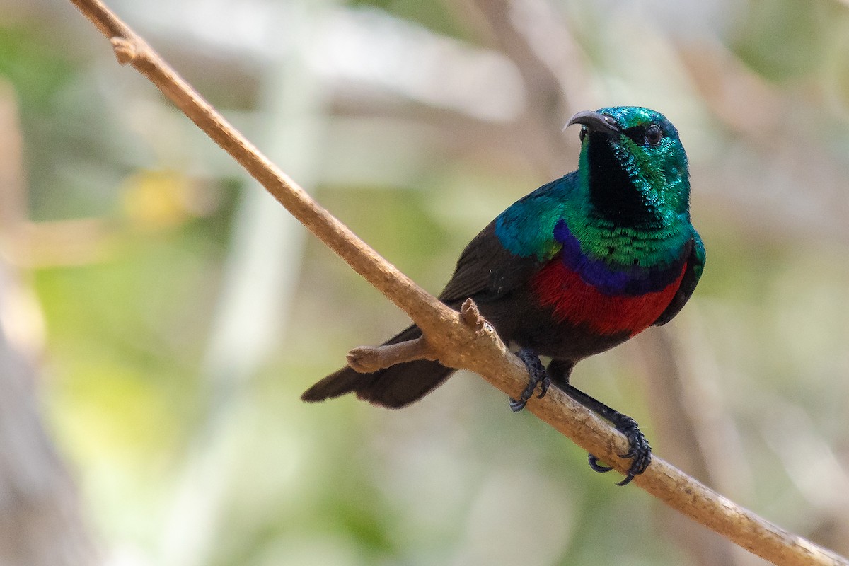 Neergaard's Sunbird - ML624423827