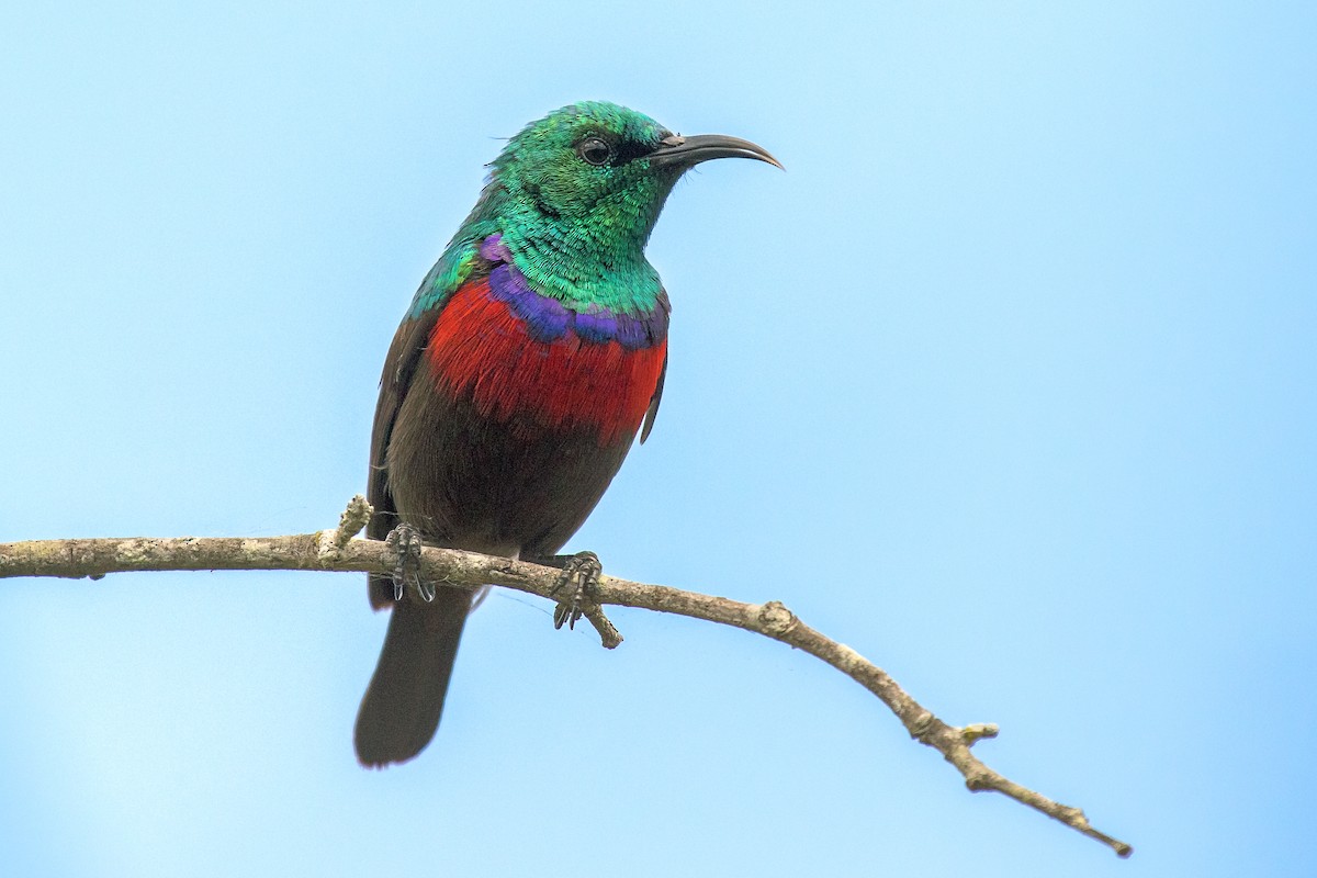 Neergaard's Sunbird - ML624423828