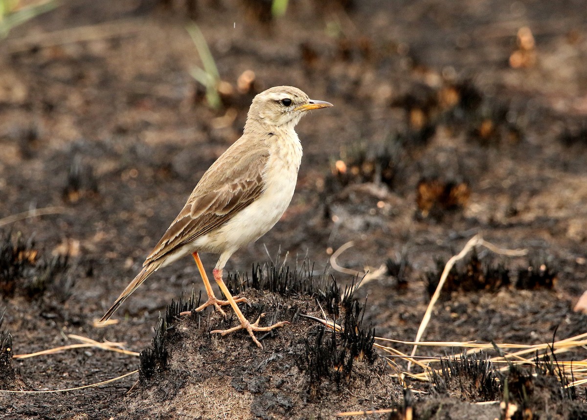 Long-legged Pipit - ML624423925