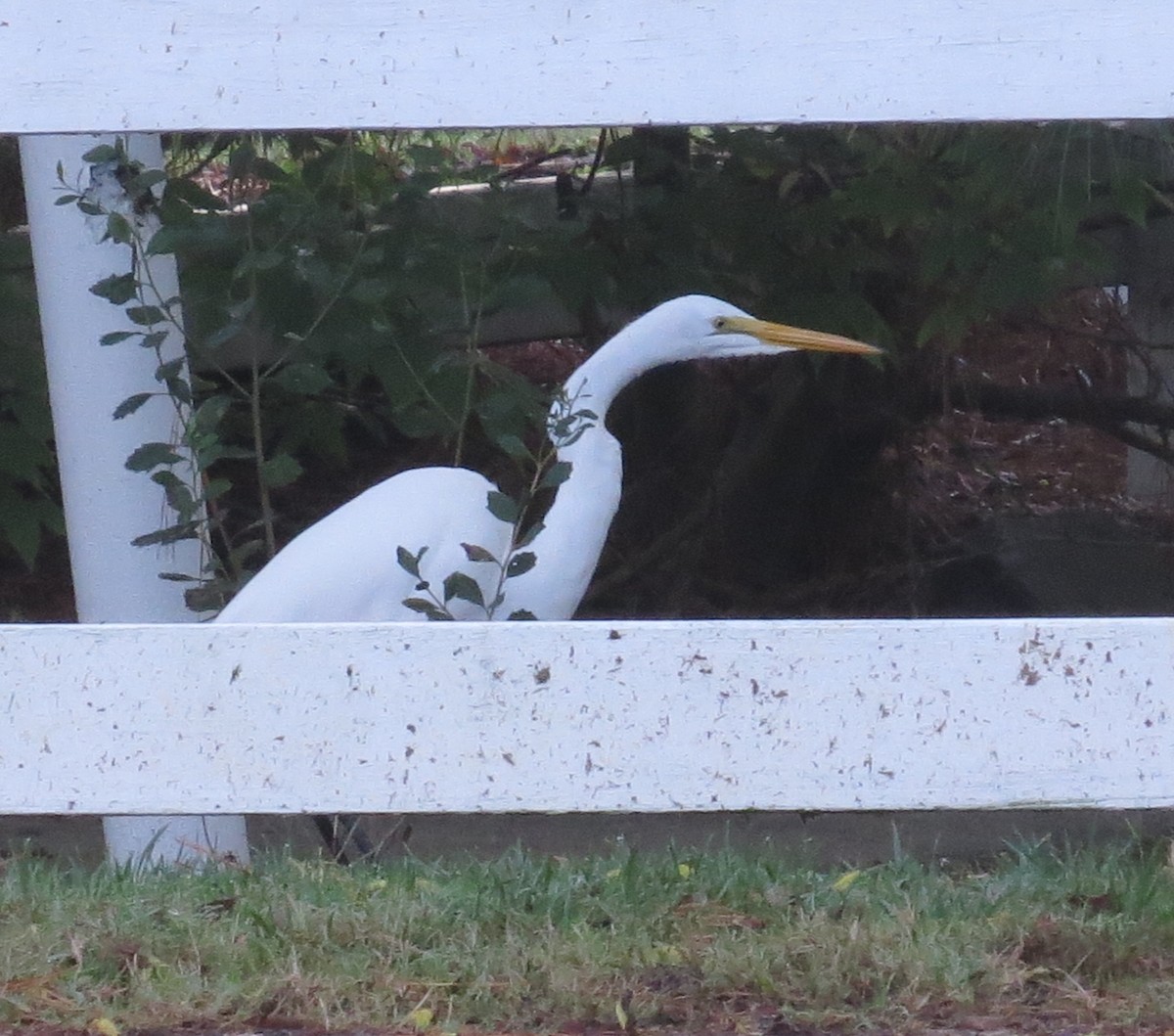 Great Egret - ML624423943