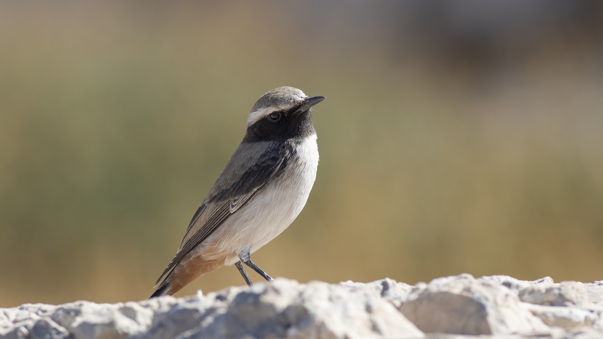 bělořit bělobrvý - ML624423980