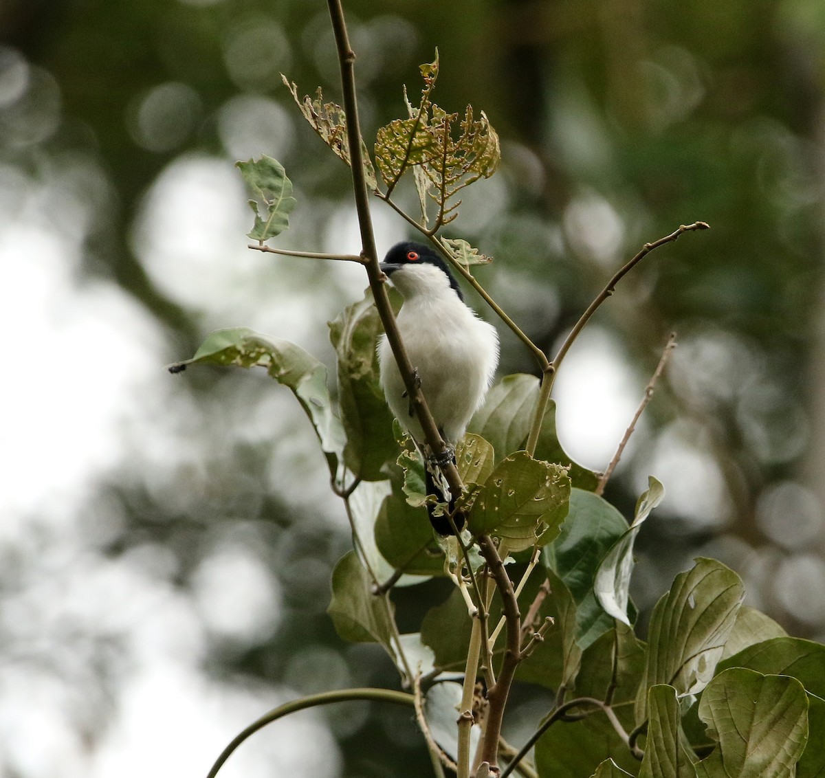 Red-eyed Puffback - ML624423983