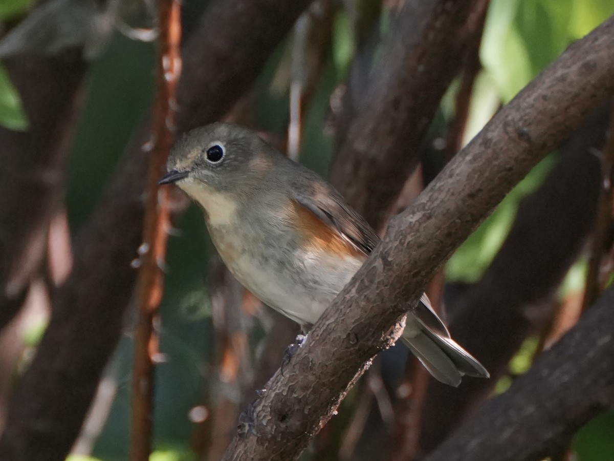 Red-flanked/Qilian Bluetail - ML624424028