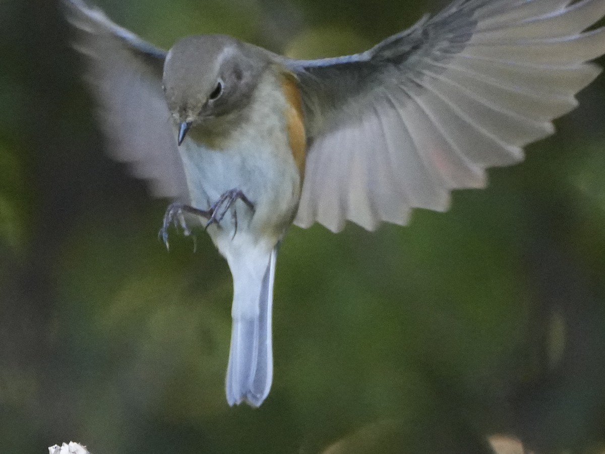 Red-flanked/Qilian Bluetail - ML624424029