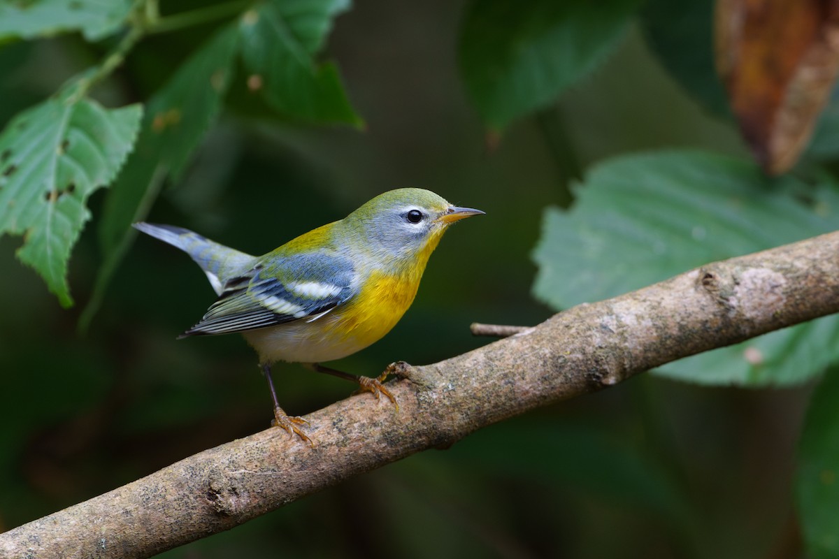 Northern Parula - ML624424079