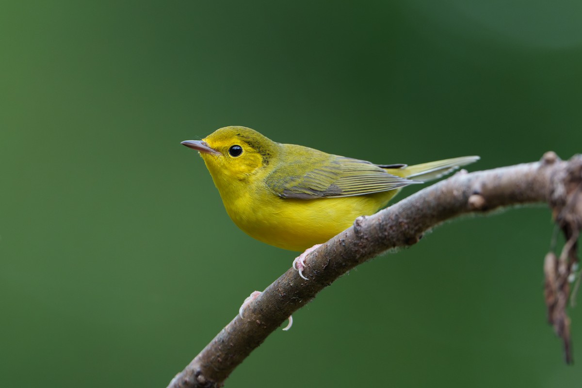 Hooded Warbler - ML624424085