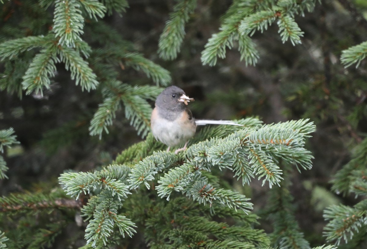 Dark-eyed Junco (Oregon) - ML624424101