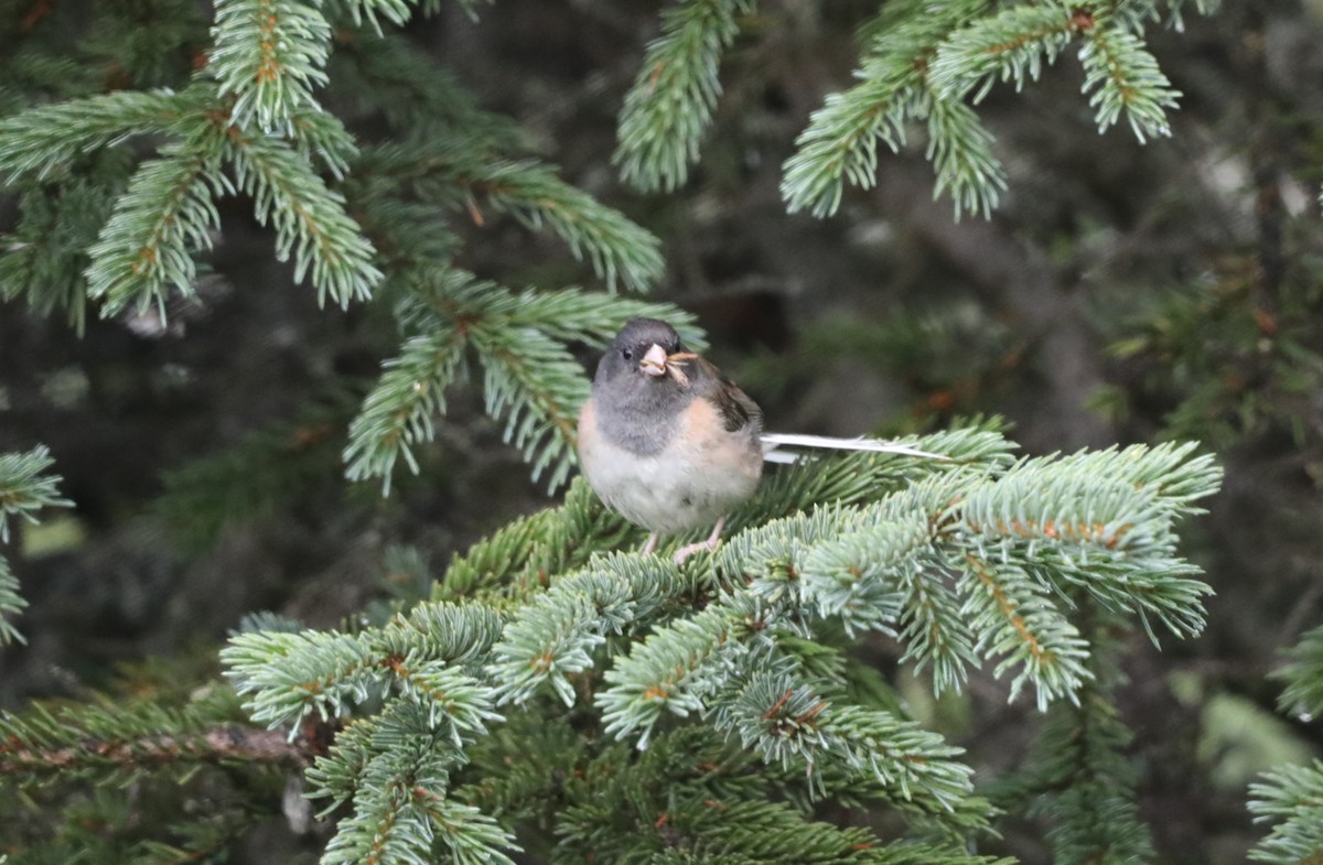 Dark-eyed Junco (Oregon) - ML624424102