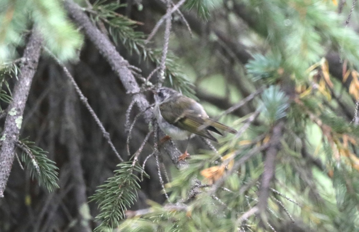 Golden-crowned Kinglet - ML624424104