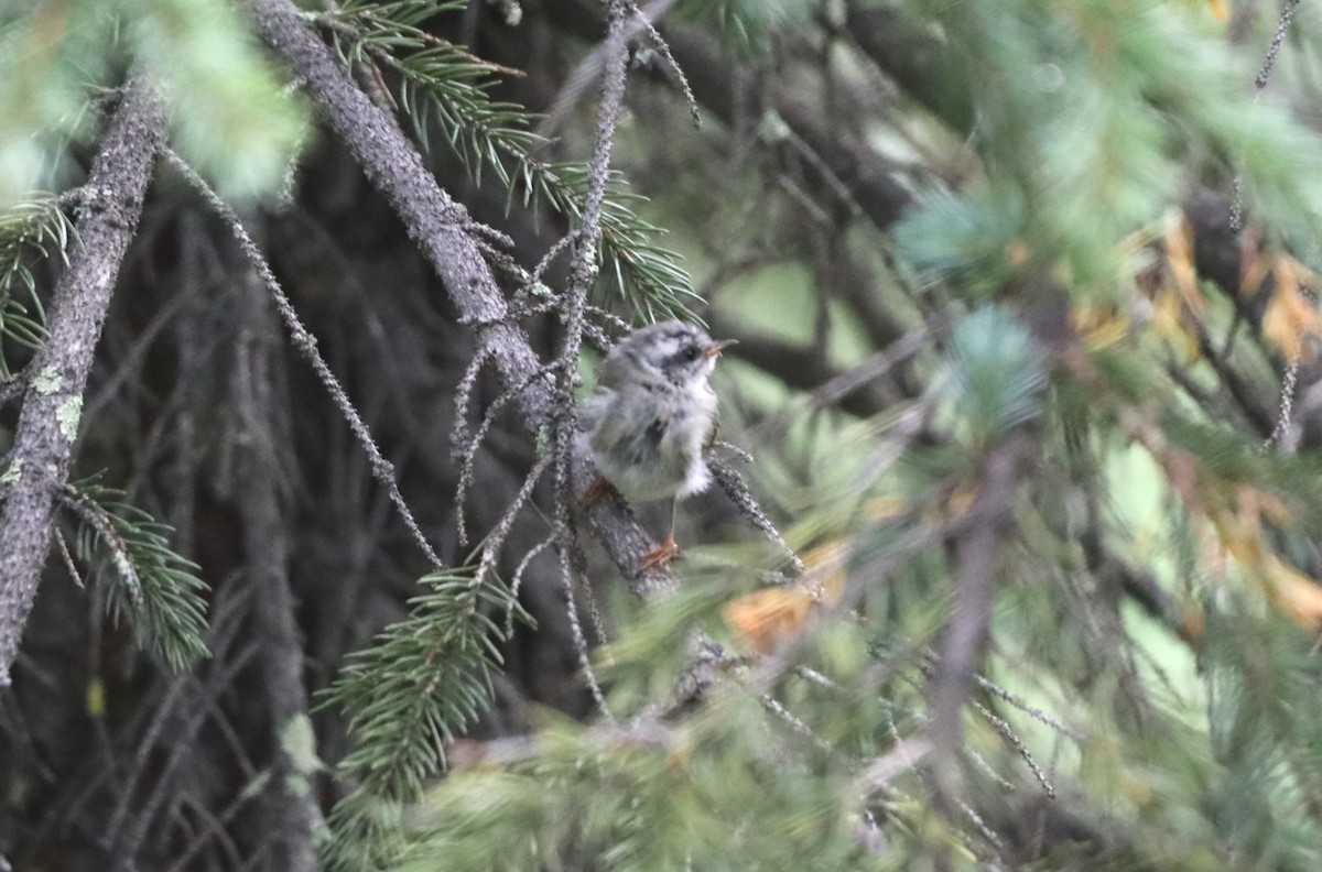 Golden-crowned Kinglet - ML624424105