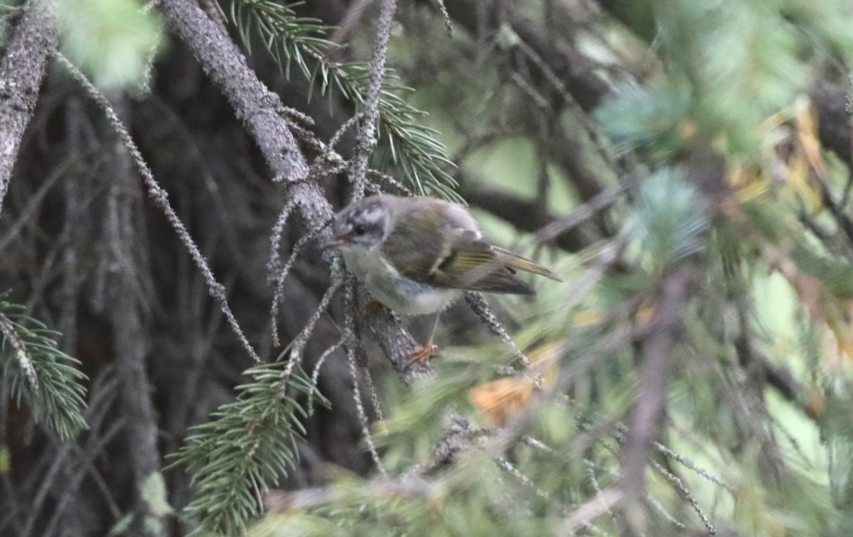 Golden-crowned Kinglet - ML624424107