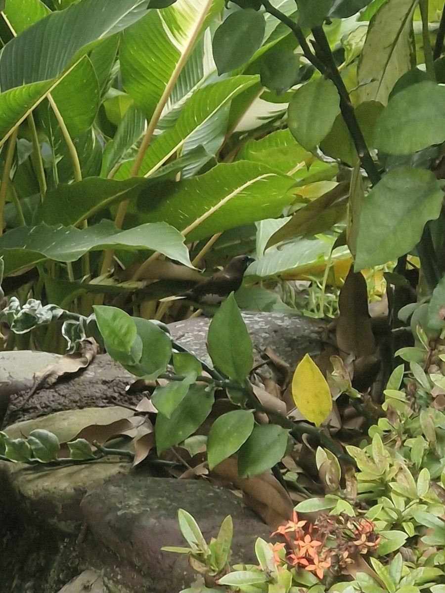 White-bellied Munia - Datulabi Jr. Untong