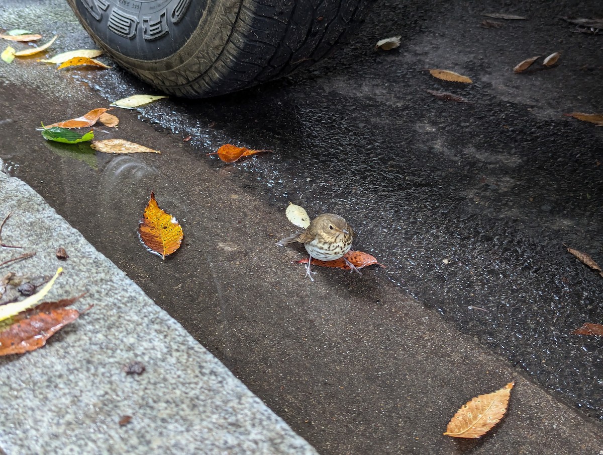 Swainson's Thrush - ML624424321