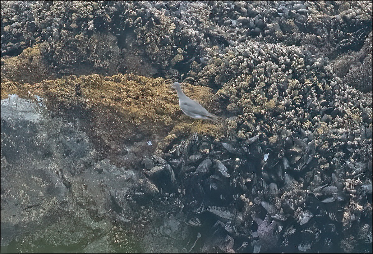 Wandering Tattler - ML624424347