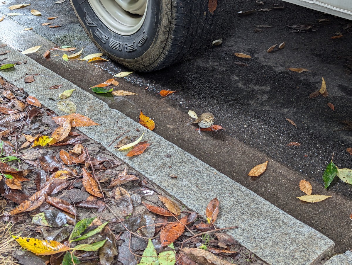 Swainson's Thrush - ML624424386