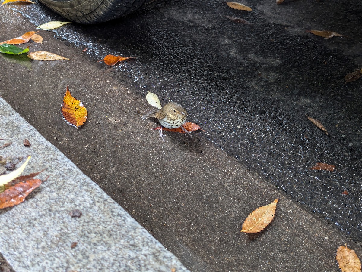 Swainson's Thrush - ML624424394