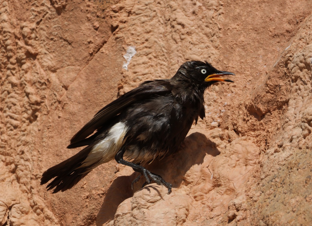 African Pied Starling - ML624424412