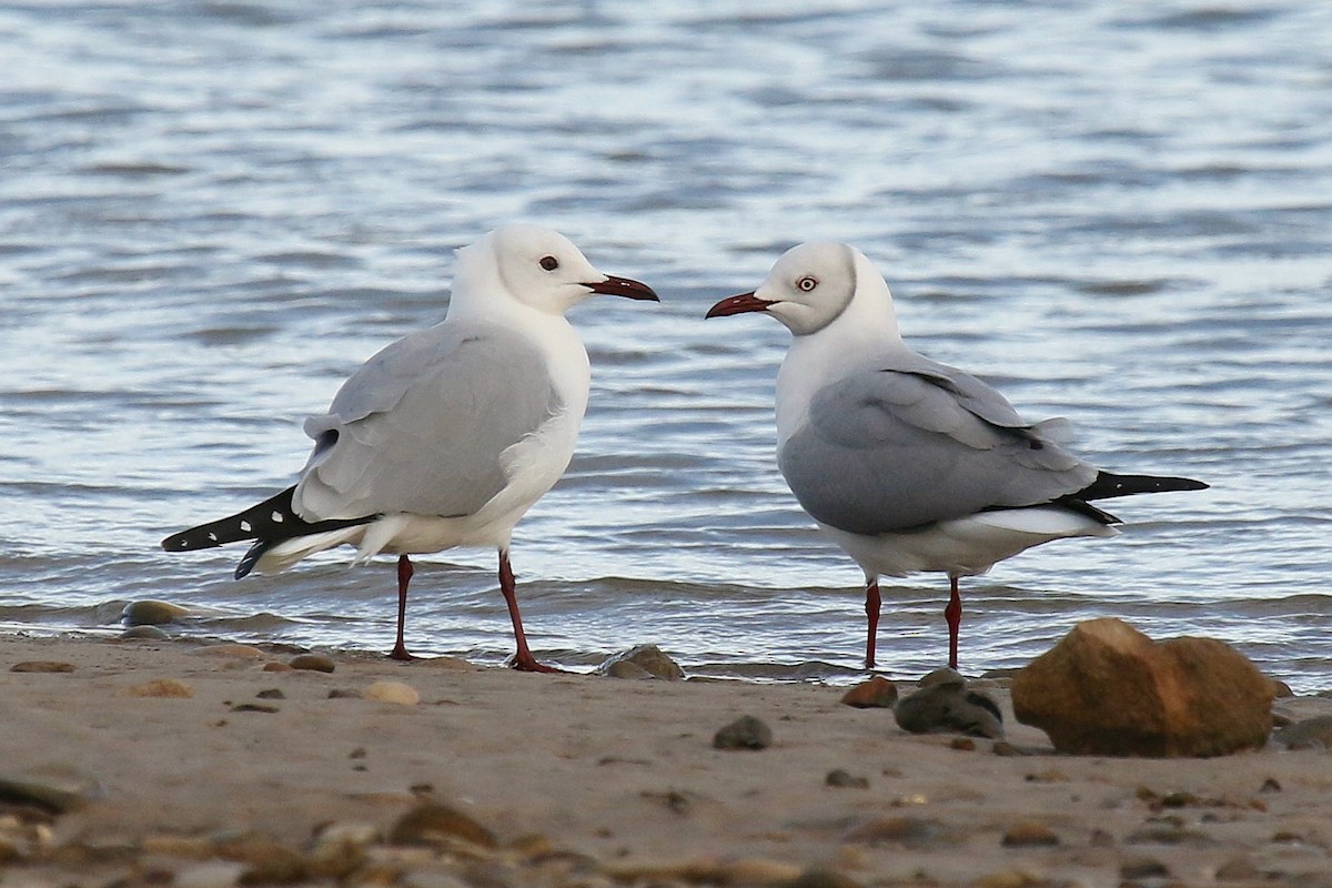 Gabbiano testagrigia - ML624424500