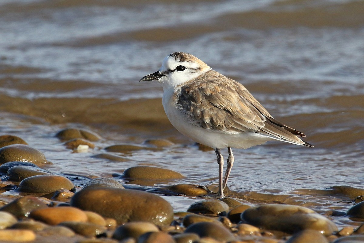 White-fronted Plover - ML624424581