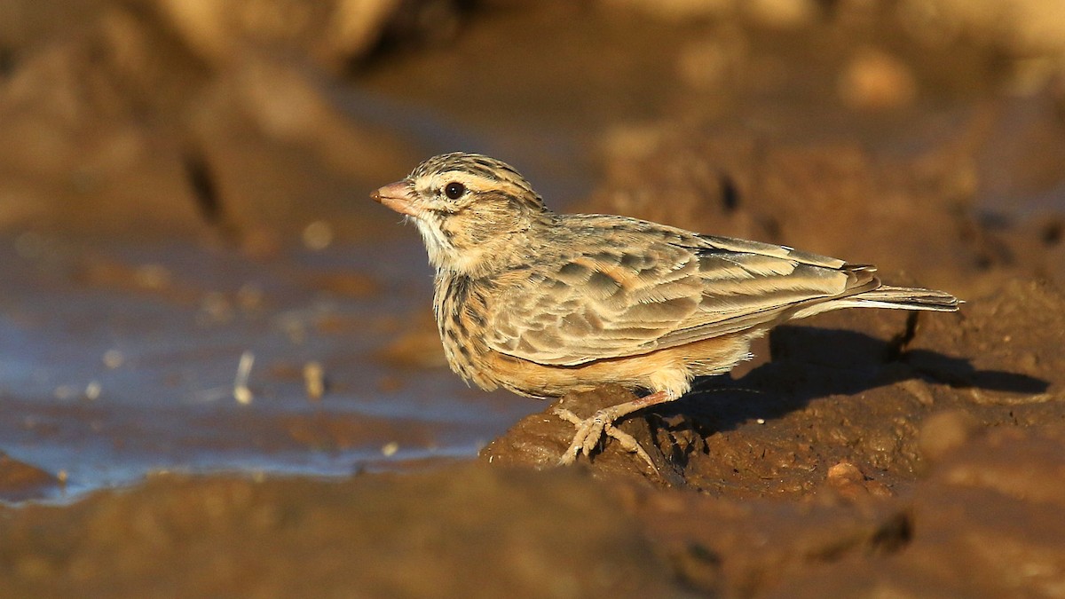 Pink-billed Lark - ML624424658