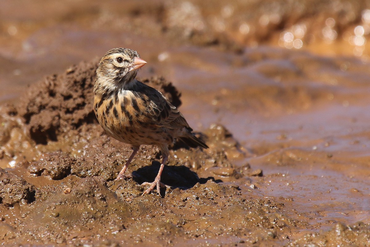 Pink-billed Lark - ML624424659