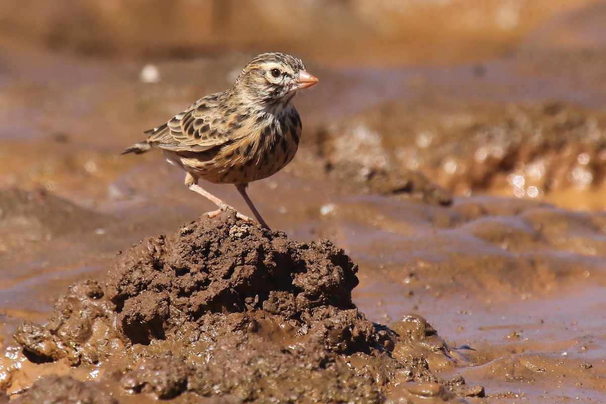 Pink-billed Lark - Daniel Danckwerts (Rockjumper Birding Tours)