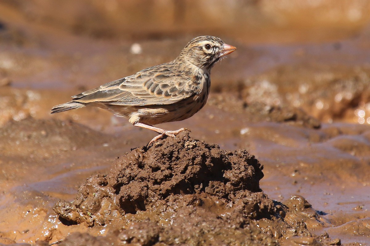 Pink-billed Lark - ML624424661