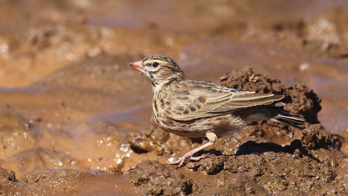 Pink-billed Lark - ML624424662