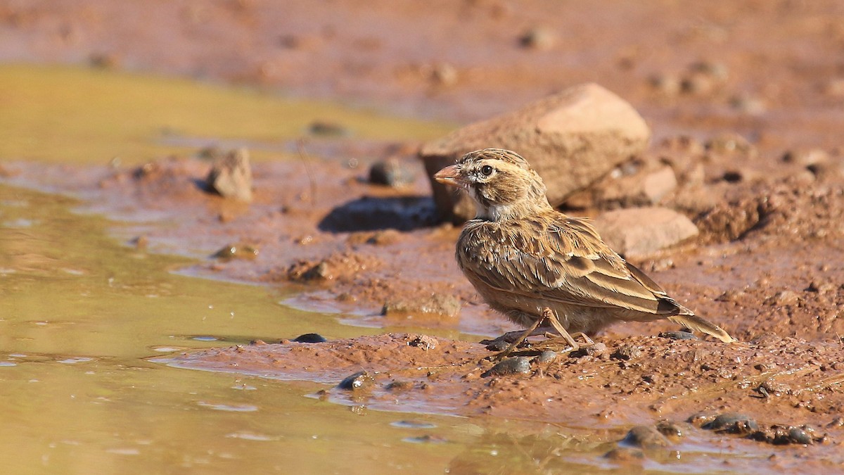 Pink-billed Lark - ML624424663